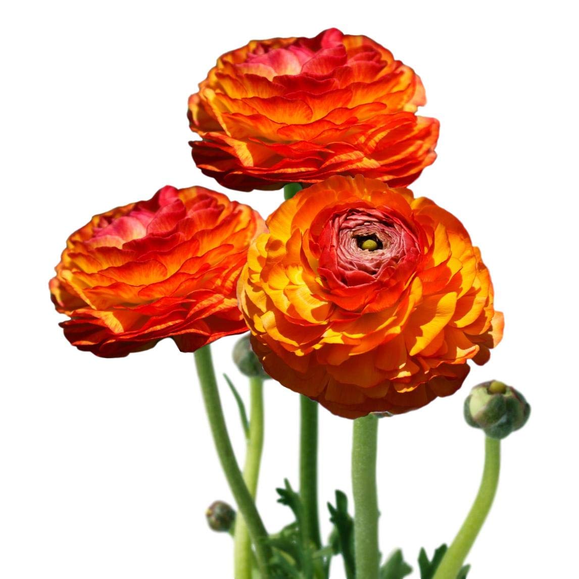 Easy to Grow Tecolote Flamenco 10 Corms