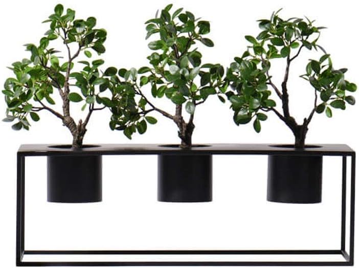 高級種❧原始ロンギシマ錦、エボニー錦、ピンク蝶錦 アッシ錦 鮮やか錦