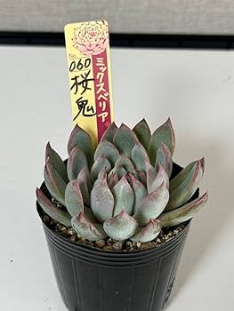 おらいさん苗 新作 ミックスベリア 073 ホットワイン 札付き 多肉植物