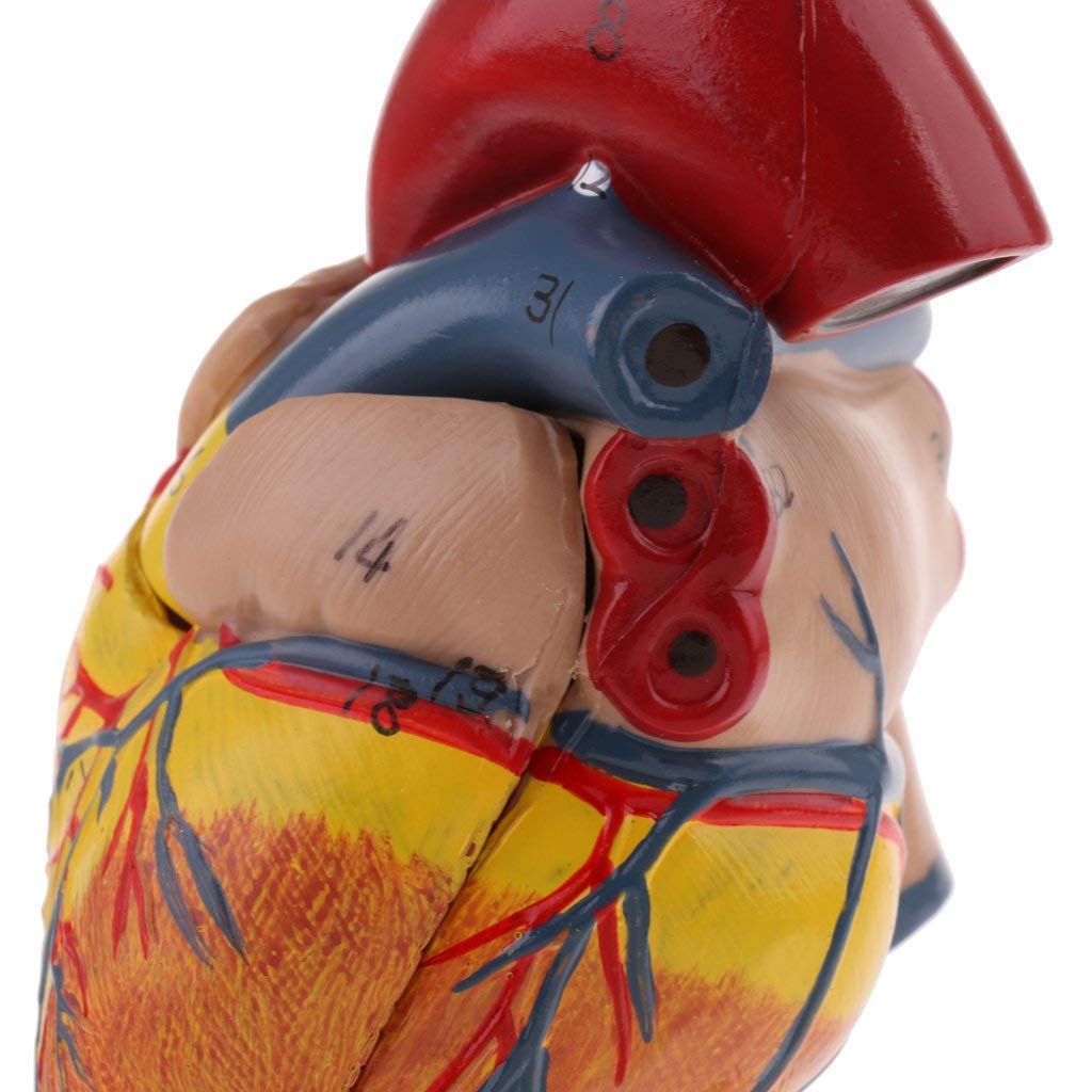 FURLOU Detachable 2 Parts Life Size Human Anatomical Heart Model Organ Anatomy School for Medical Teaching Learning Tools