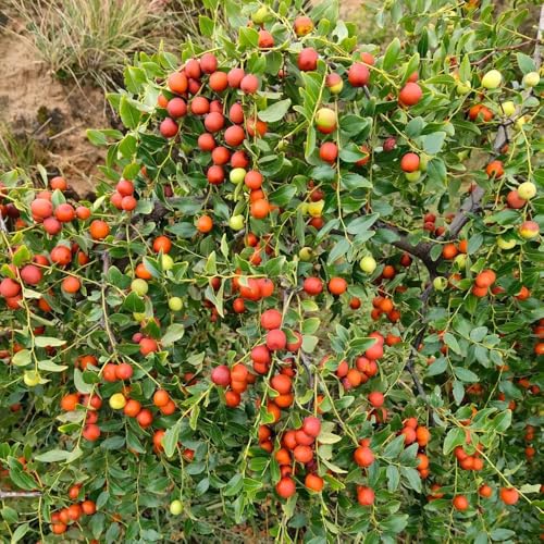 Semillas de azufaifa (jujuba),en maceta resistentes y resistentes a las frutas en columna.15pcs