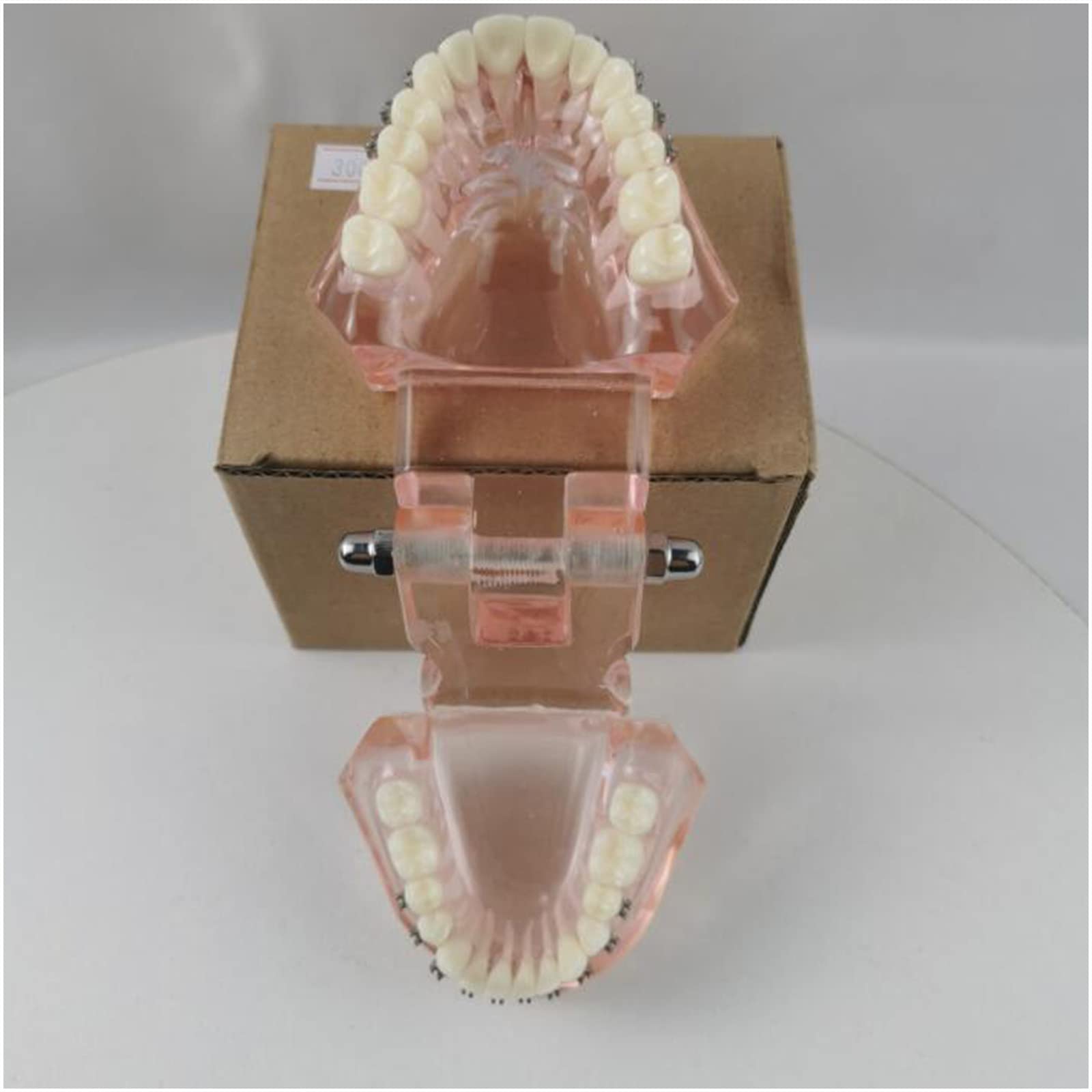 Modello Didattico Typodont Modello di Denti Standard Ortodontico Dentale con Fili Metallici per Lo Studio degli Strumenti Esplicativi