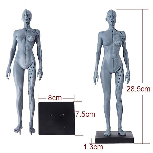Miniatura 3 de Dental Nueva Anatomía Anatómica Femenina Cráneo Cabeza Cuerpo Modelo Músculo Hueso (11.8 in) Altura