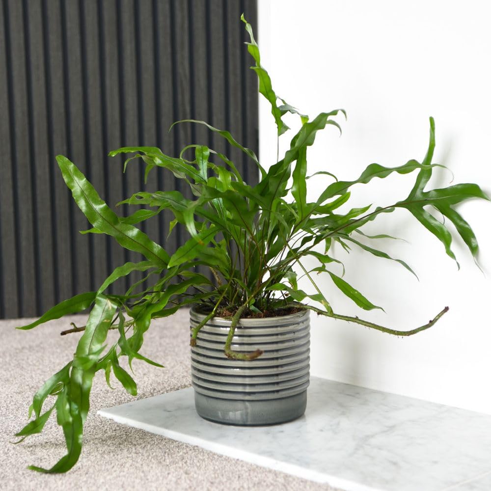 Houseplant Indoor Kangaroo Fern Microsorum diversifolium Trailing Tender Perennial Ruffled Foliage Easy to Grow Your Own Exotic Hanging Foliage Plants 12cm Potted Plant by Thompson and Morgan