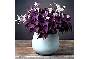20pcs Oxalis Bulbs: Purple Shamrock Bulbs for Planting