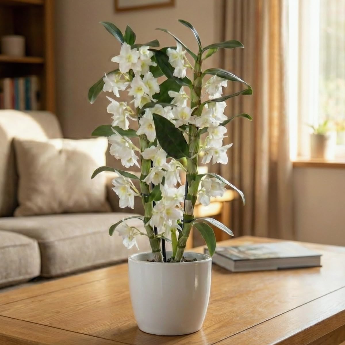 Orchideen Echte Pflanzen - Bambus Dendrobium Nobile White Passion - 2 große Zimmerpflanzen aus Holland - 30-40 cm hoch - mit Blüten und Duftend (Nicht künstlich, ohne Dünger und Topf, kein Samen)