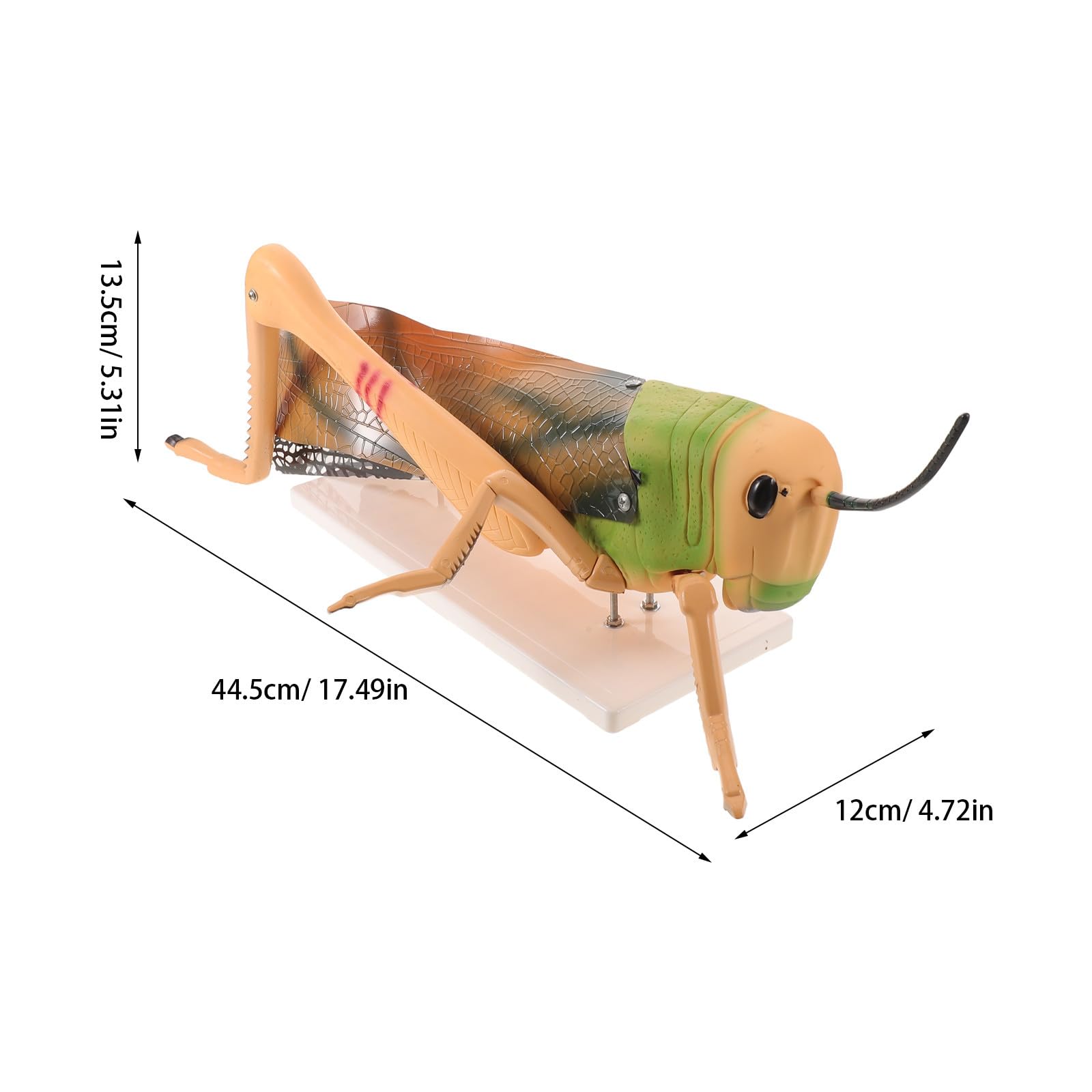 Modelo de anatomía de insectos - Modelo desmontable de para laboratorio de biología y entomología - Materiales de laboratorio de ciencias para el aula de PVC