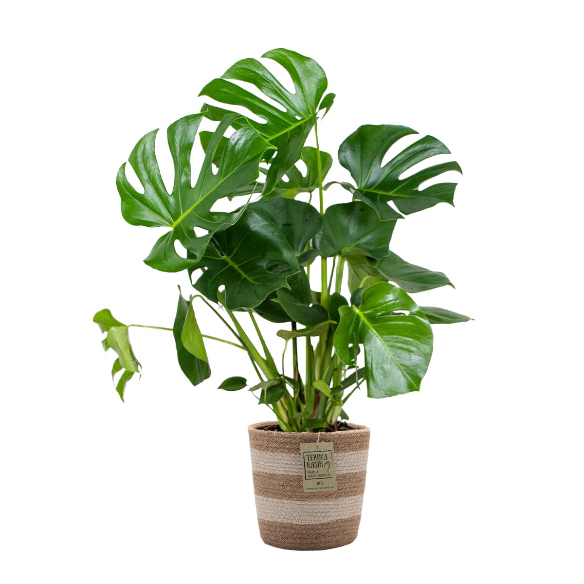 Plante Dépolluante Monstera Facile à Entretenir pour Purifier et Décorer Votre Maison