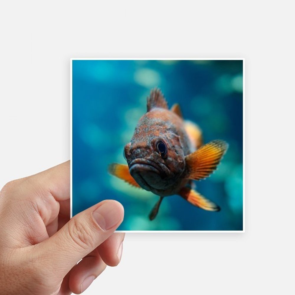 Autocollant poisson marin DIYthinker 10cm x 10cm lot de 8 stickers carrés multicolores
