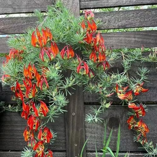 Semillas de flor de loto corniculatus invernadero interior flores perennes de jardín, Plantas medicinales plantas en macetas plantas de balcón cubierta vegetal resistente, semillas de 200pcs