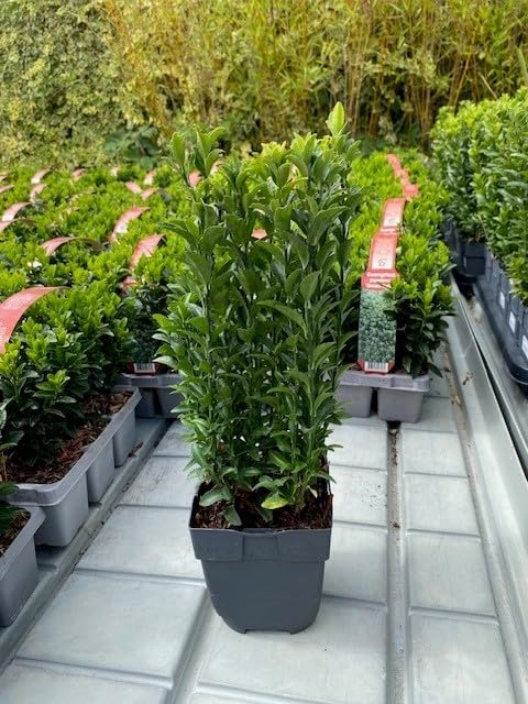 Euonymus japonicus ‘Green Spire’ 1L (13cm sq Pot) – Evergreen Hedge Hardy Garden Plant, Upright Shrub 40cm Tall Including Pot, Plant Size 28cm