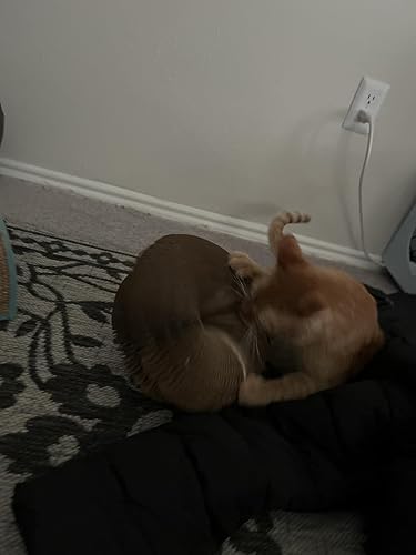 CusieryMax Cat Ball Adventure The Ultimate Interactive — bottom and base construction detail