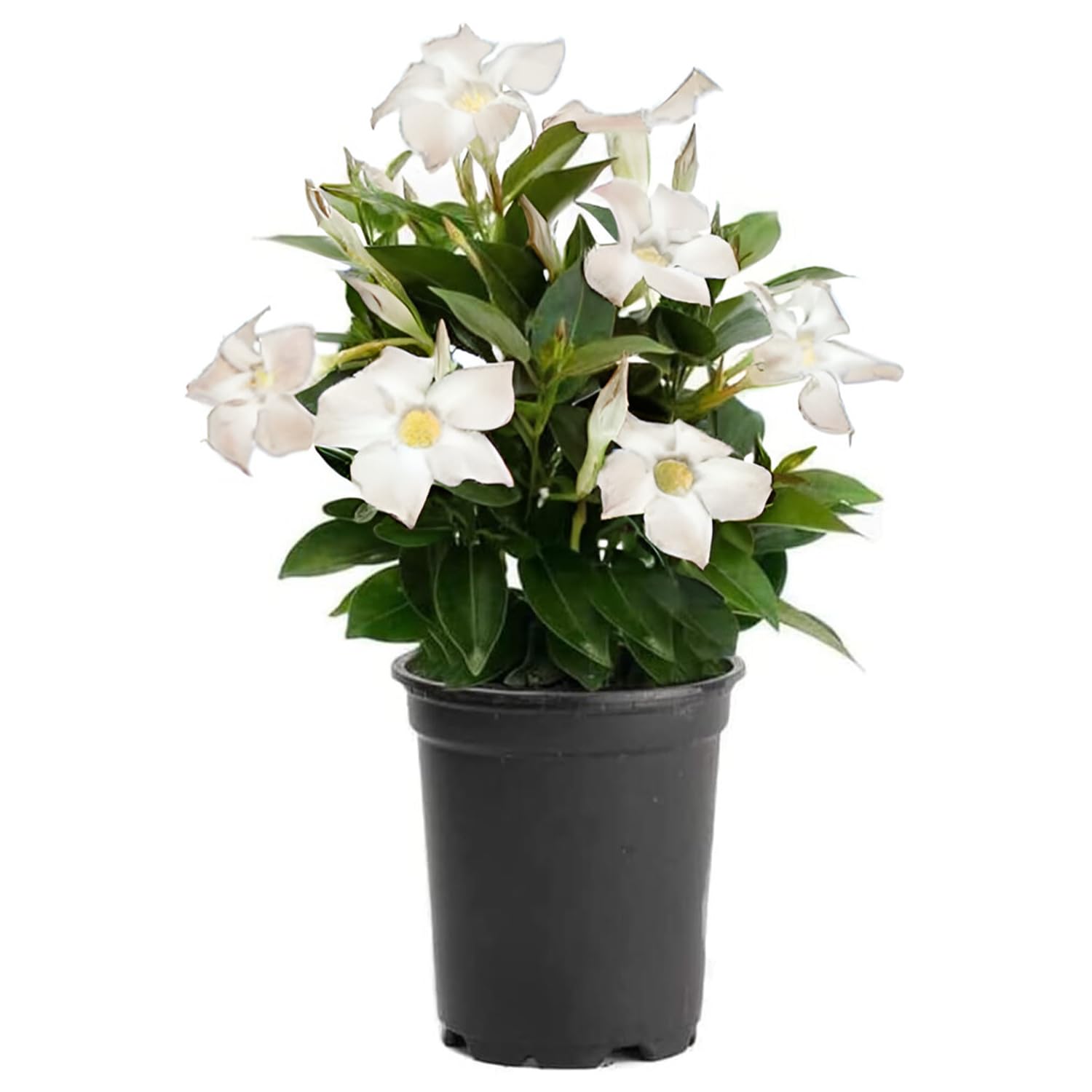 American Plant Exchange Dipladenia White