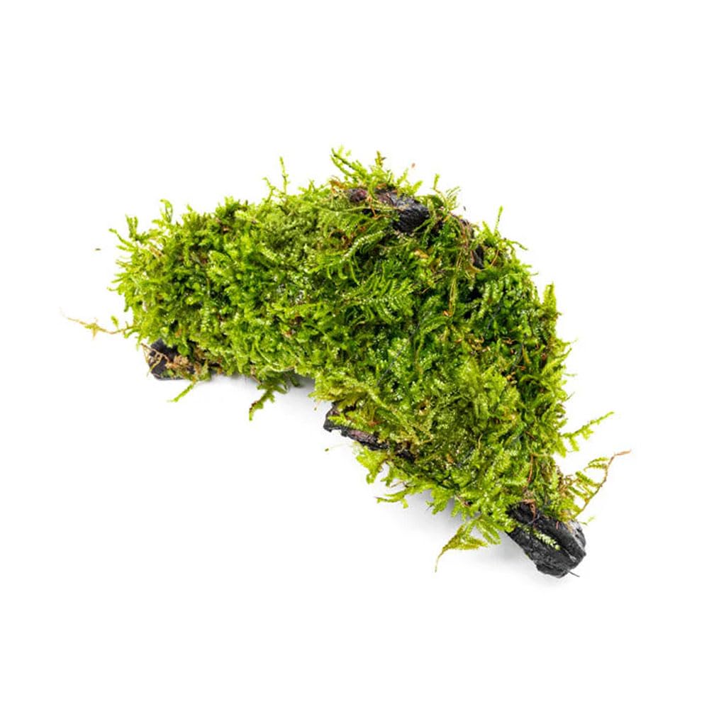 SubstrateSource Live Planted Decor - Christmas Moss (Vesicularia montagnei) on Driftwood - Low Light, Green Accent Freshwater Aquatic Plant, Foreground Aquarium Placement for Aquascaping - 1 Pack