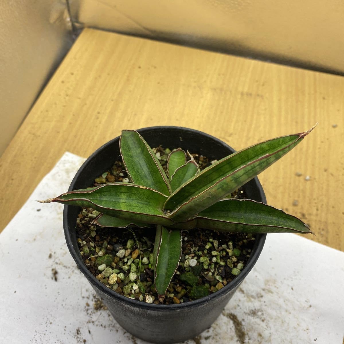 Amazon.co.jp: サンスベリア プフィステリー 多肉植物