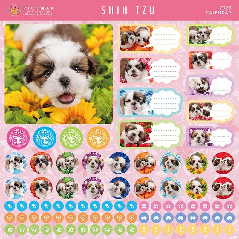 Amazon | シーズー カレンダー L版 ピクトワン 2025年 | カレンダー