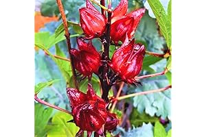 2 Red Roselle Hibiscus Live Roselle Jamaican Plants In 4 Inch Pots