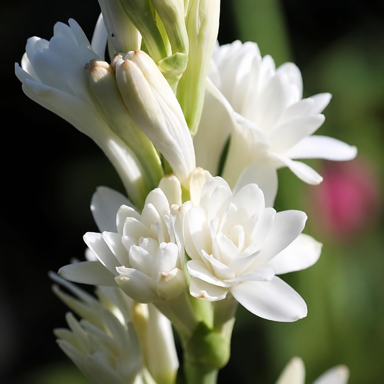 Rajnigandha (Rojonigondha) Fragrant Flower Bulbs, Night Blooming Garden Plant, Easy Grow, 20 Pcs-image-36