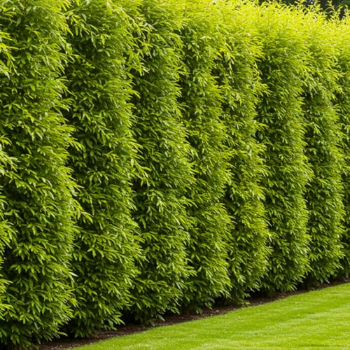 (One) Fastest Growing Tree in The World - Ready to...