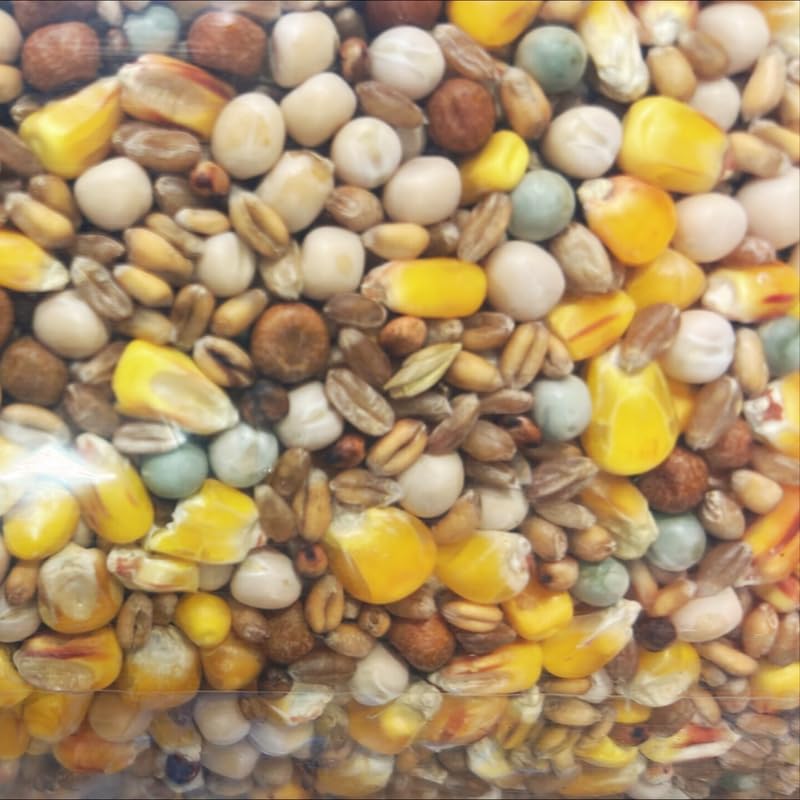 3kg Johnson & Jeff Four Seasons Pigeon Corn - Premium Wild Bird Food Mix | High-Protein Nutrient-Rich Year-Round Pigeon Feed | Perfect for Pigeons & Wild Birds | Full of Vitamins Oils & Minerals
