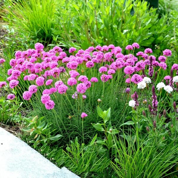 Buy4seeds 120 Seeds Dwarf sea Thrift armeria maritima - Perennial Rockery Alpine