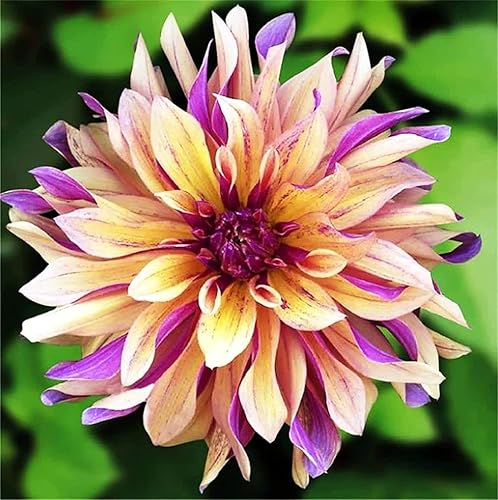 Miniatura 2 de Rare Varieties Plato de cena Rainbow Dalia Semillas Color Mixto 100 Pcs