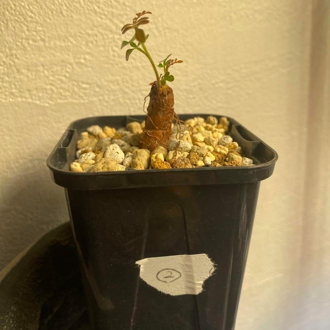 オペルクリカリア デカリー 根挿し株 発根済み 塊根植物