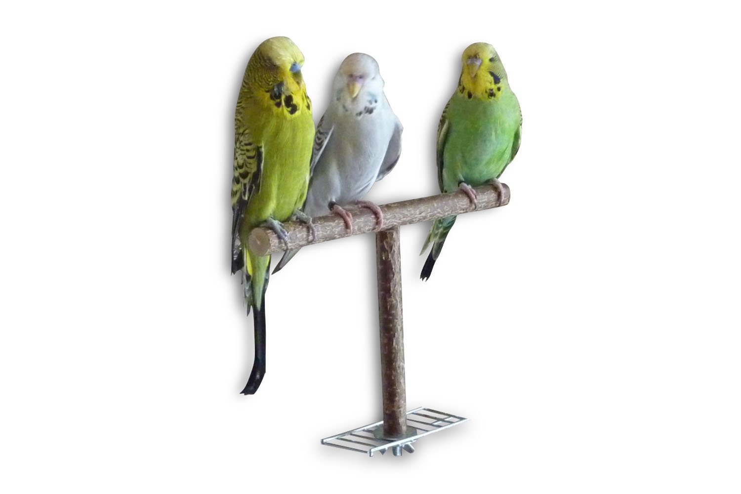 Vogelgaleria® Artgerechtes Wellensittich Spielzeug Set, 4X Vogelzubehör mit Vogelspielplatz, Sitzstangen Schaukel