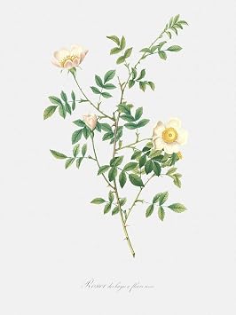 LIVESTOCK Vintage Flower Wall Art Print - Pink Hedge Rose - Rosa Sepium Rosea by Famed Royal Painter Pierre-Joseph Redoute 18th 19th Century Botanical Poster, Black frame, 6x8