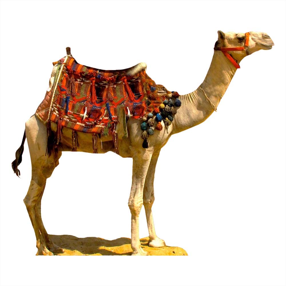 Buy Anderson's Desert Camel Cardboard Standup Kit, Life Size Animal