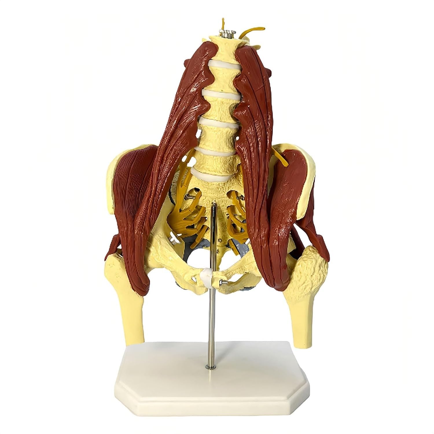 YNIYUJKL Human Lumbar Spine Bone Model With Pelvic Floor Muscle Anatomy For Medical Teaching And Hip Joint Nerve Demonstration