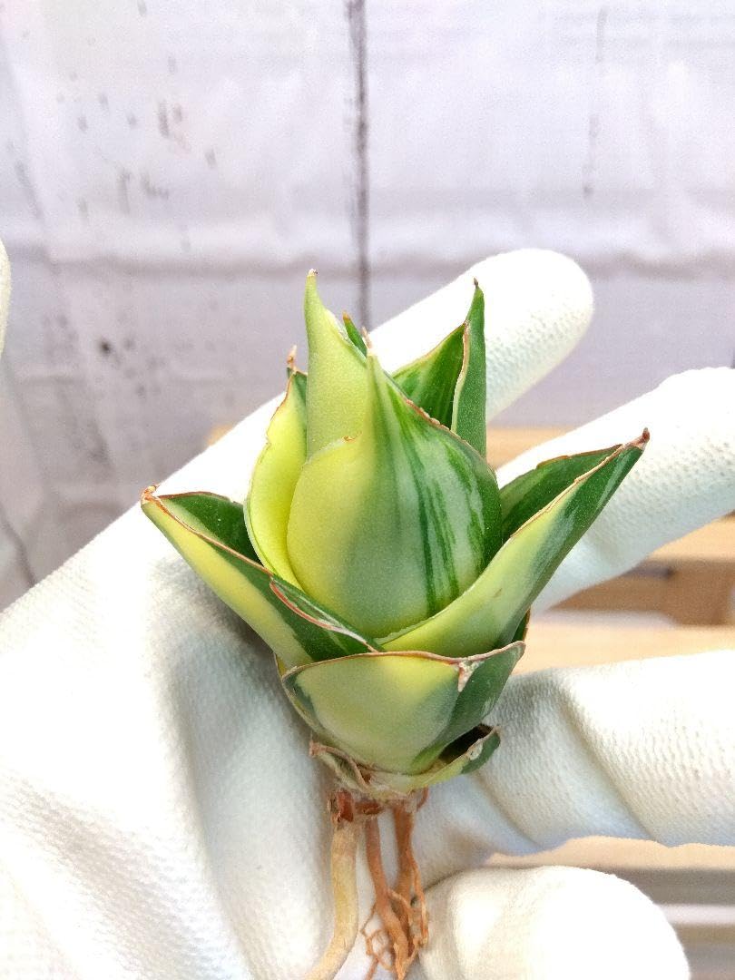 Amazon.co.jp: 超 サンスベリア タワー ハイブリッド 斑入り 輸入