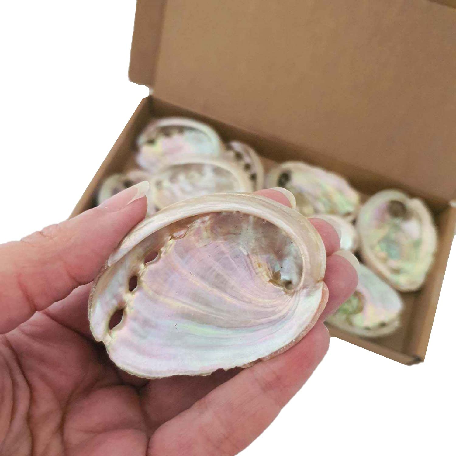 Avalon Small Abalone Shell, Pink Polished Abalone, 2-3" Abalone Shell, Smudging Shell Home Craft Decor Irridescent Shells - Pack of 10