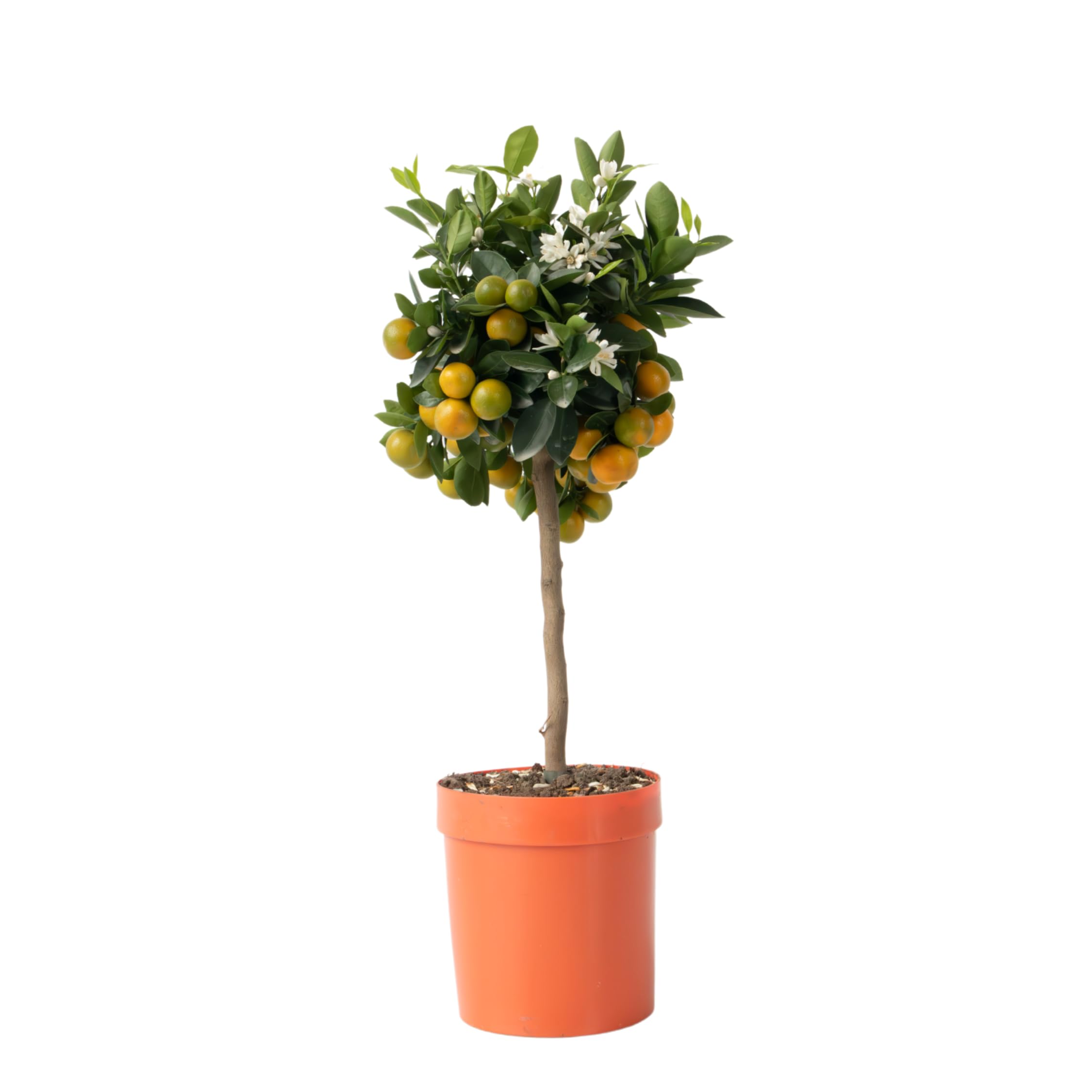 Plant in a Box - Citrus Calamondin - Orangenbaum/mandarinenbaum Essbar -  Topf 19cm - Hhe 50-65cm : Amazon.de: Garten
