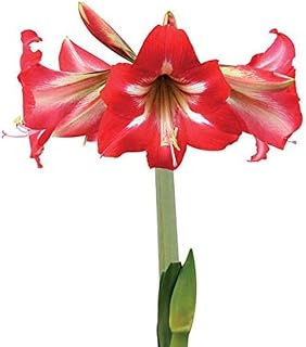 2pcs Amaryllis Bulbs for Indoor Greenhouse Planting Upright Growth Red Fringe Big Flowers Bright Colors in Winter Heirloom Hippeastrum Bulb