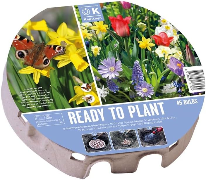 Ready to Plant Bee & Butterfly Friendly 45 Wild Flower Bulbs in Large Round Biodegardable Tray