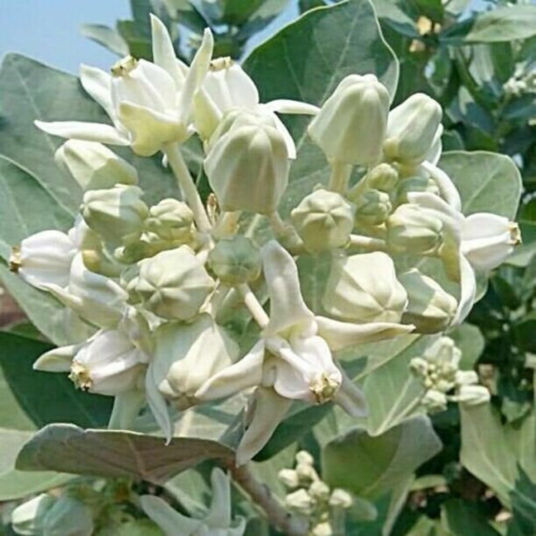 Bahan Traders Live Safed Aak Plant, Rear Calotropis Gigantea/White Madar All Season Flowering Tree with Pot - Pack of 1 (B0DFTXZ5WK) Amazon Price History, Amazon Price Tracker