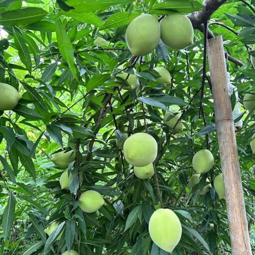 40 piezas Semillas resistentes del melocotonero - columnar resistente, de nectarina resistente, exóticas resistentes, bonsái de interior bonsái jardín