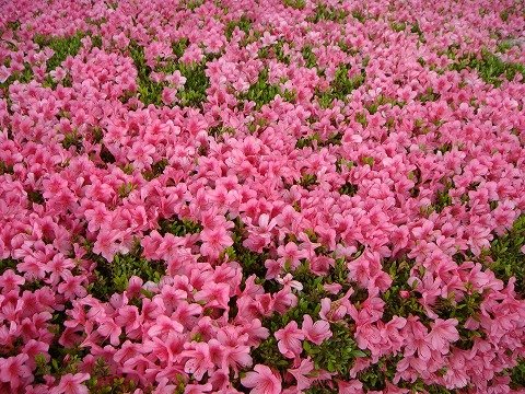 Amazon.co.jp: さつき 苗 【大盃 （ ピンク ）】 4号ポット苗 : DIY