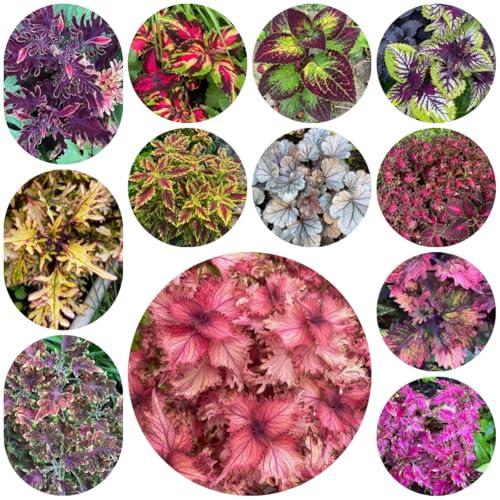 semillas de coleus perenne, Balcón, resistentes jardín 50pcs