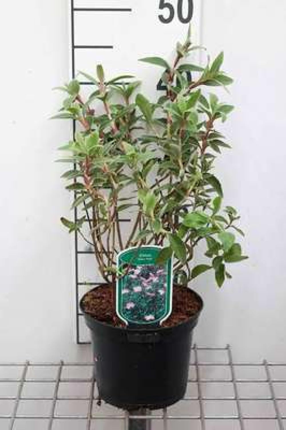 Cistus hybr. 'Silver Pink' Ciste Pulvérulent 20-25 cm en pot