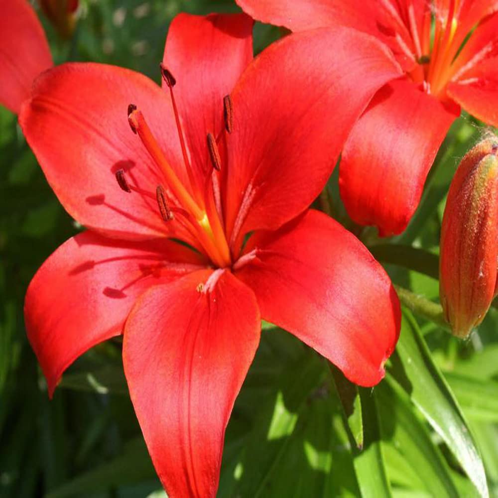 Andhagnai Greens I Lililum Hybrid Imported (Houston) Flower Bulbs I Asiatic Lily (Pack Of 2 Flower Bulbs, Red)-image-34