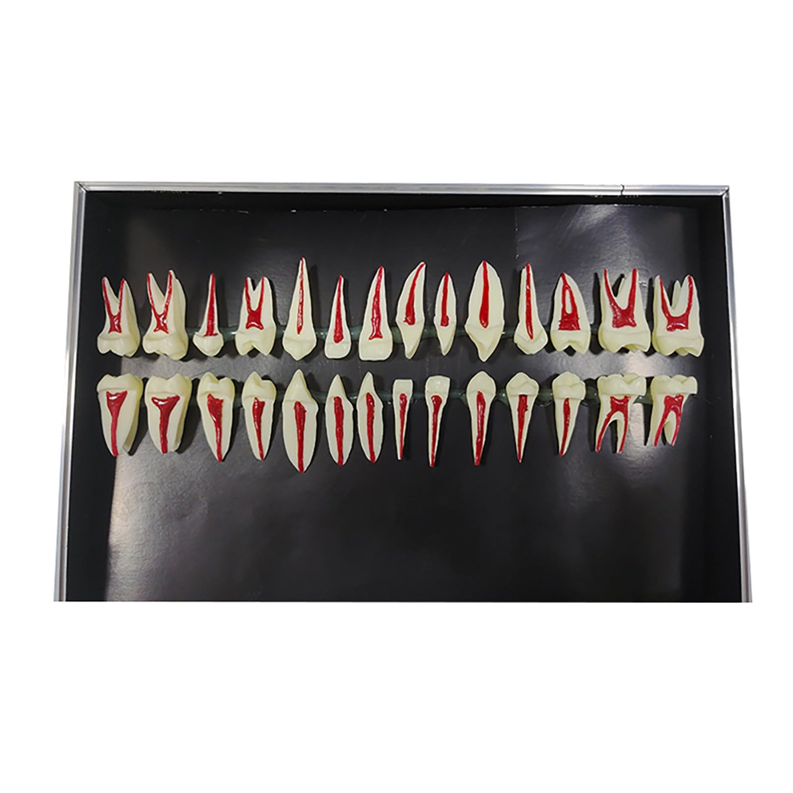 Modello dentale completo della bocca in scala 1:1, composto da 28 pezzi, con ingrandimento 2X. Modello didattico per lo studio dei denti, esposizione permanente di corone, radici e polpa dentale.