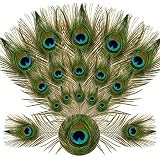 iHUFeather 10PCS Real Natural Peacock Eye Feathers 10-12 inch for DIY Craft Floral Arrangements,Wedd