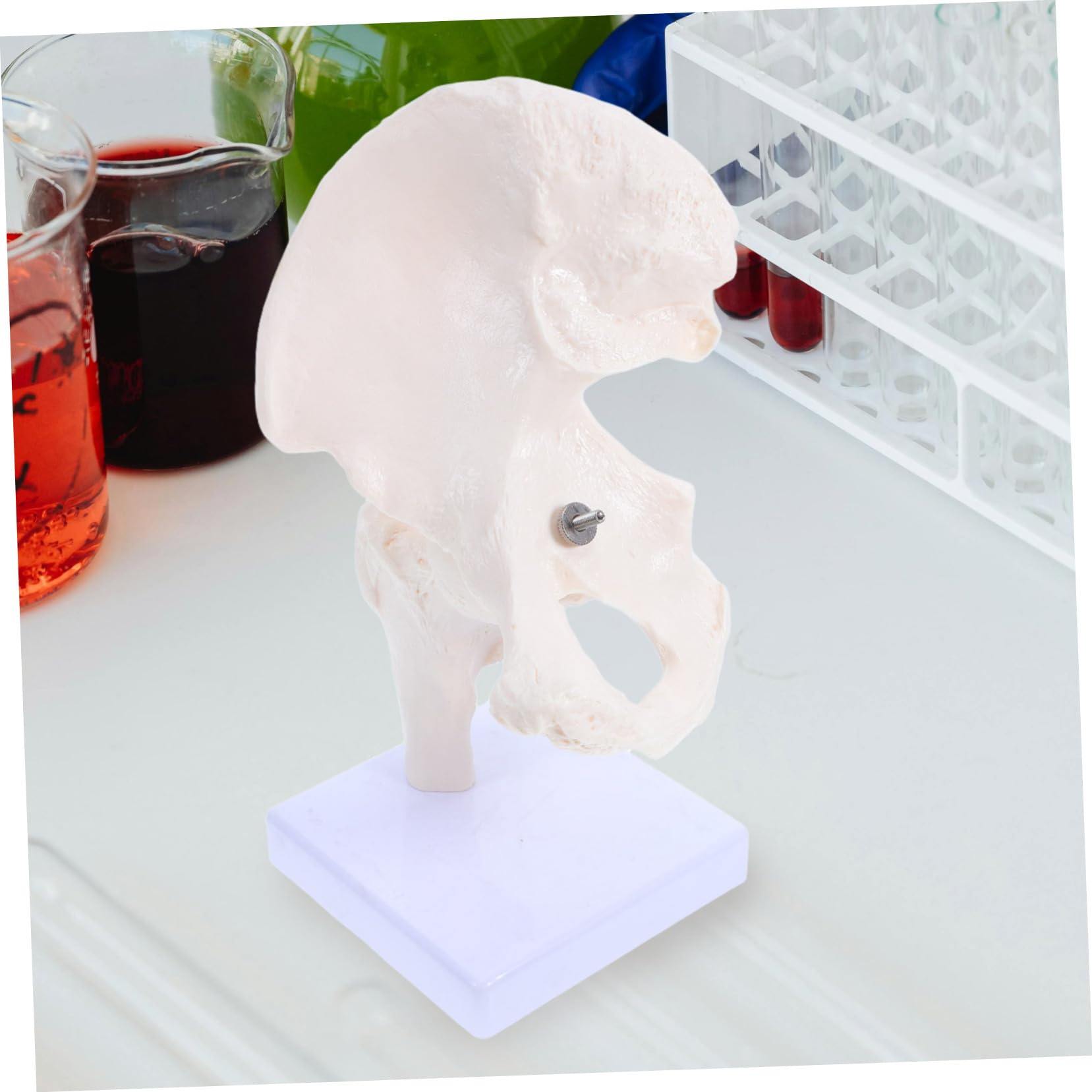 PRETYZOOM Modello Scheletro Umano Anatomico Struttura Scheletrica Giocattolo Modello Didattico per Studio Parte Rimovibile Materiale Durevole