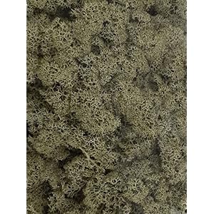 Plantenwinkel Rendiermos Oudgroen bulk 0,45 m2 gepreserveerd mos