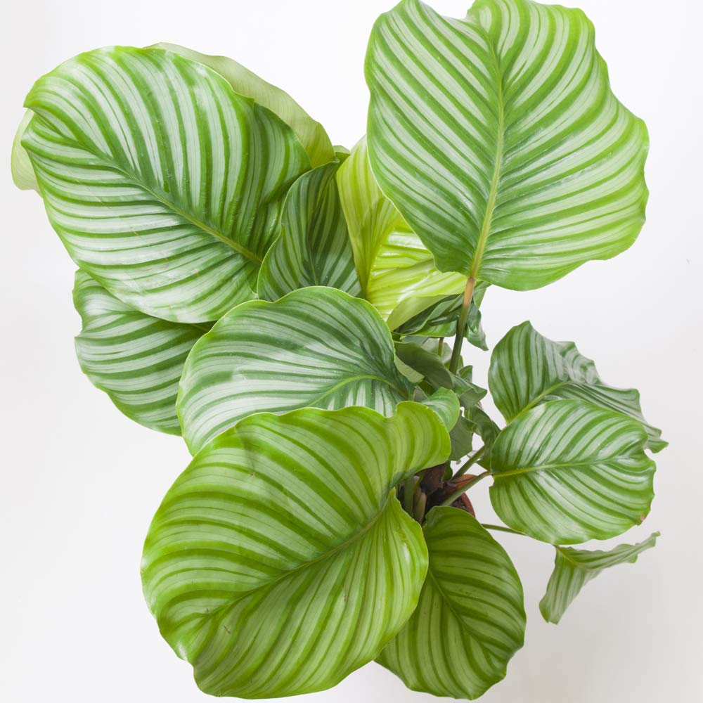 Calatheas Species Orbifolia House Plant Tender Perennial House Plants Easy to Grow Your Own 1x 12cm Potted Plant by Thompson and Morgan