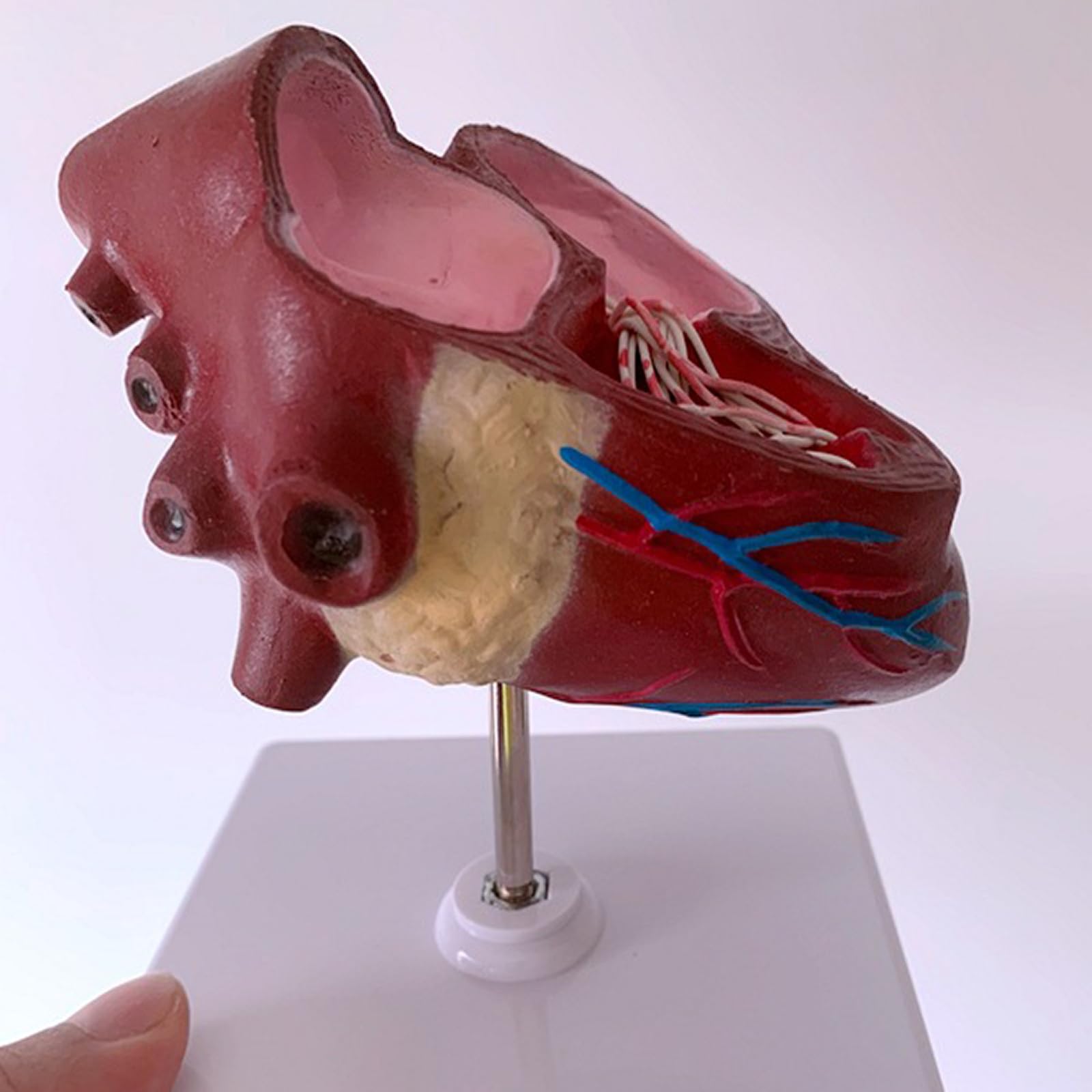 Modelo de anatomía de corazón y gusano del corazón de perro, construido con ventrículos y vasos sanguíneos, equipado con una base desmontable, perfecto para la educación veterinaria y el uso docente.