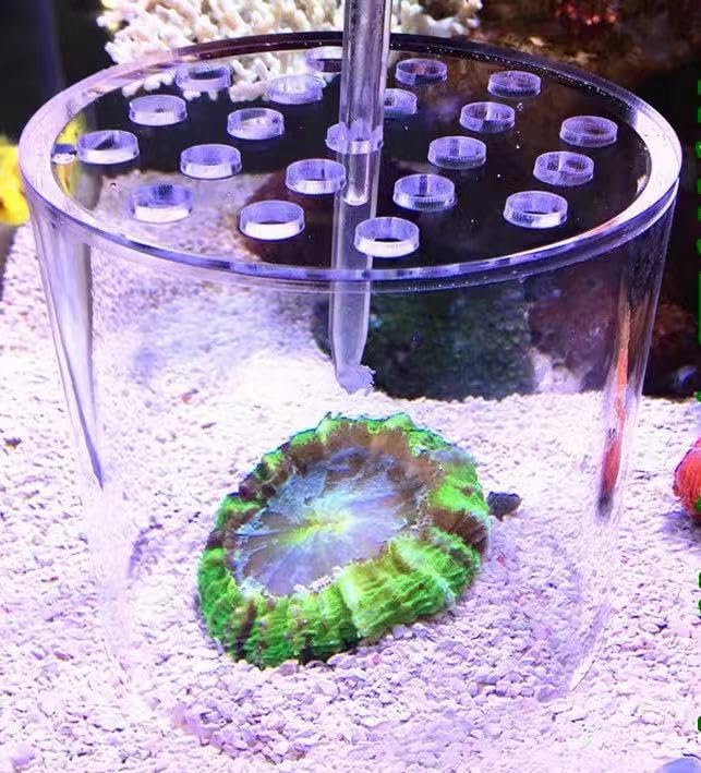 Image of Acrylic Coral Feeder Cover Reef Feeding Breeding Protection Cover Avoid Corals Food Floating Around