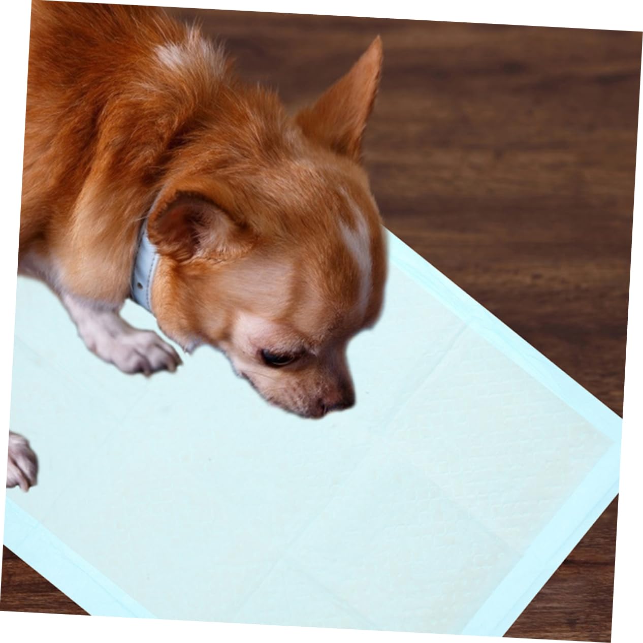 100 Pezzi Tappetini Assorbenti per Addestramento e Animali Confezione da Facili per Ed